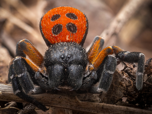 Photo of Ladybird Spider (Eresus kollari)