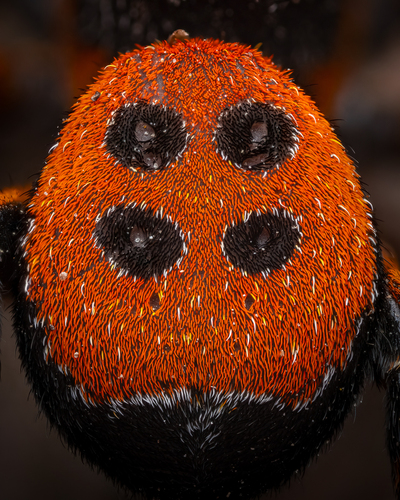 Ladybird Spider, 14624 Dallgow-Döberitz, Deutschland, photo 9 of 10