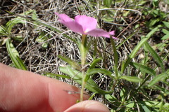 Phlox roemeriana