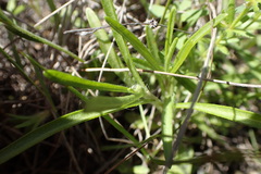 Phlox roemeriana