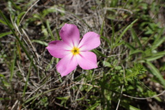 Phlox roemeriana
