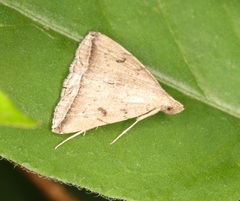 Lysimelia lucida