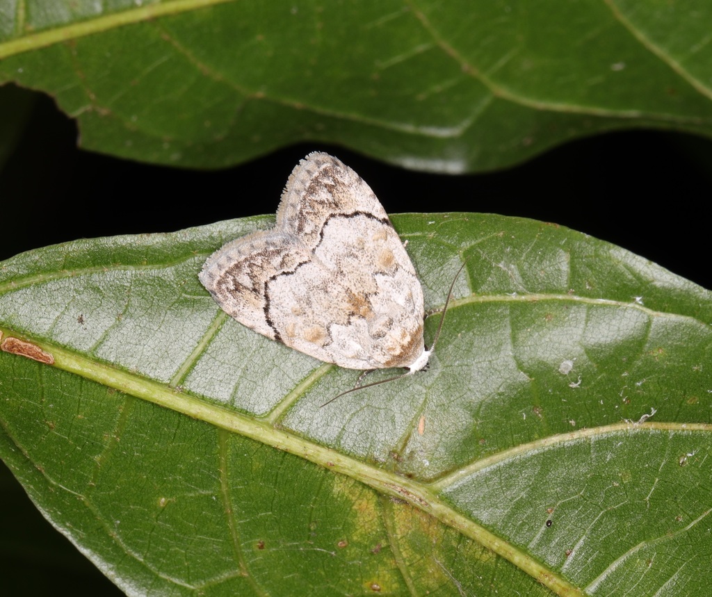 Melanographia flexilineata