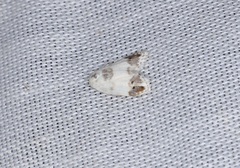 Neoduma kuangtungensis