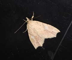 Olulis puncticinctalis