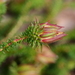 Darwinia oederoides - Photo (c) Keith Morris, μερικά δικαιώματα διατηρούνται (CC BY-NC), uploaded by Keith Morris
