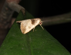 Rivula basalis