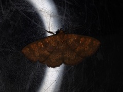 Sarobides inconclusa