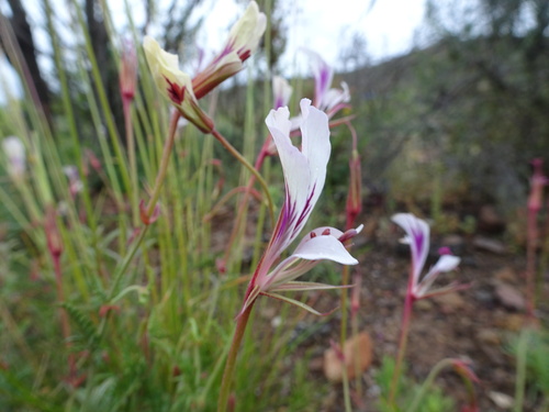 Image of Pelargonium caucalifolium by (c) Thomas Koffel, some rights reserved (CC BY)
