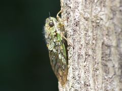 Dyticopycna semiclara