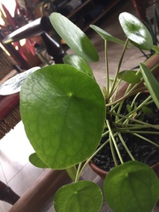Pilea peperomioides