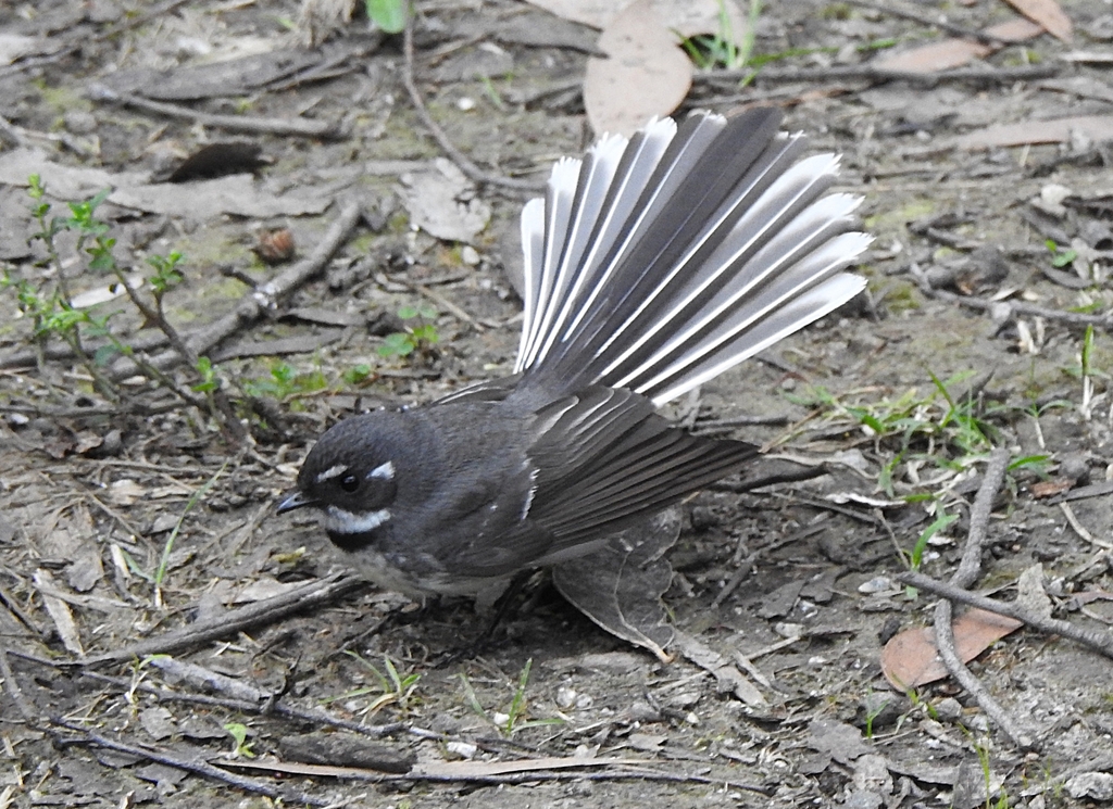 Grey fantail in Melbourne