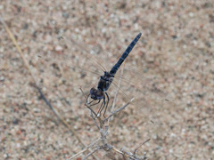 Selysiothemis nigra