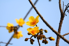 Cochlospermum religiosum