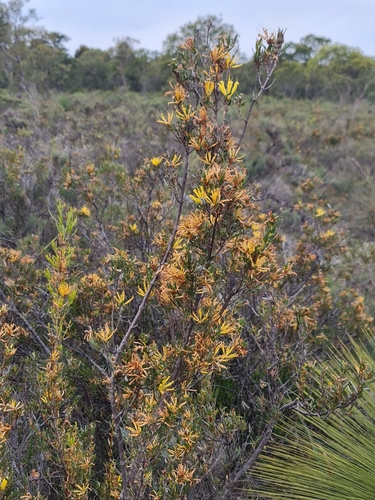 Image of Lambertia multiflora by (c) Belinda Forbes, some rights reserved (CC BY)