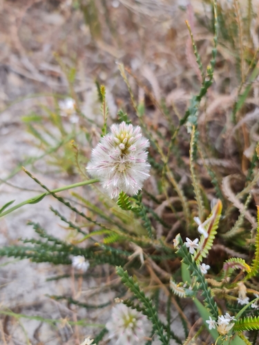 Image of Ptilotus drummondii by (c) Belinda Forbes, some rights reserved (CC BY)