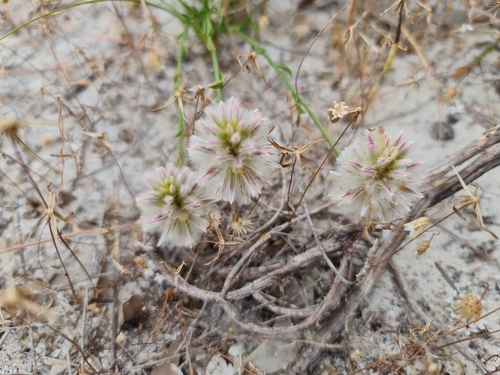 Image of Ptilotus drummondii by (c) Belinda Forbes, some rights reserved (CC BY)