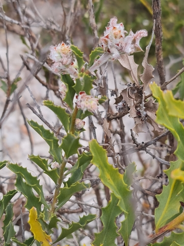 Image of Jacksonia floribunda by (c) Belinda Forbes, some rights reserved (CC BY)