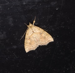 Olulis puncticinctalis