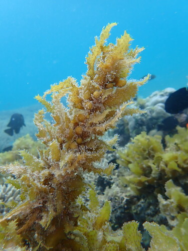 Sargassum oligocystum observed 2023-10-19