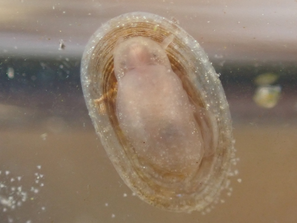 Pettancylus