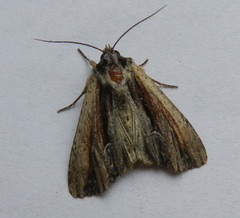 Apamea verbascoides