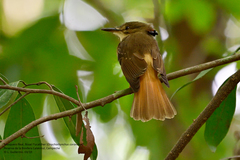 Onychorhynchus coronatus