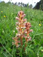 Orobanche lutea