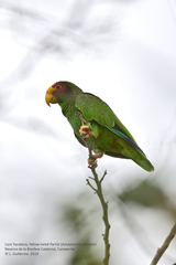 Amazona xantholora