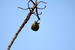 Cochlospermum religiosum