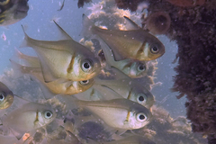 Pempheris klunzingeri