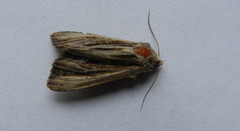 Apamea verbascoides