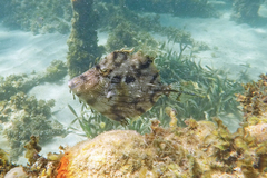 Chaetodermis penicilligerus