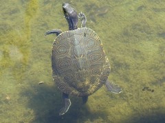 Trachemys venusta iversoni