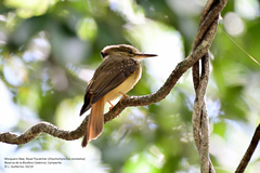 Onychorhynchus coronatus