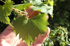 Vitis monticola