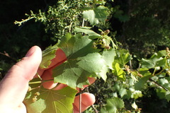 Vitis monticola