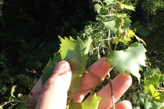 Vitis monticola