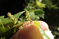 Vitis monticola