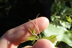 Vitis monticola