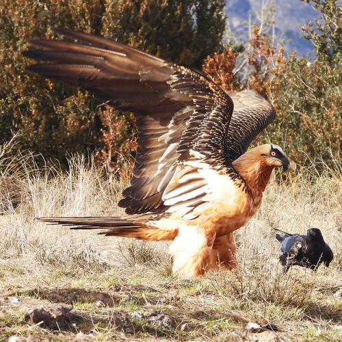 Bearded Vulture