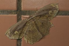 Pareumelea eugeniata