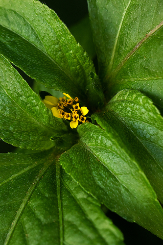 African bonebract (Sclerocarpus africanus)