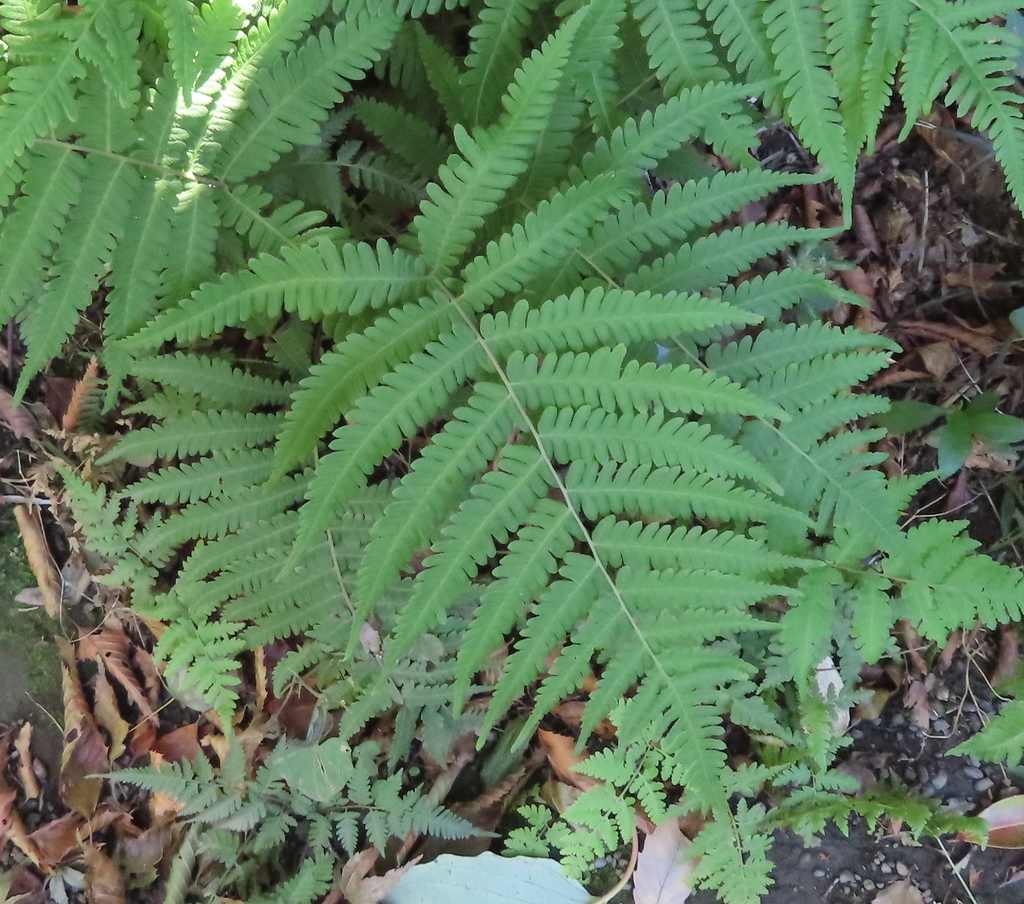 ferns-from-1-1-yoyogikamizonoch-shibuya-city-tokyo-151-8557-japan