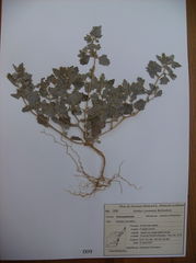 Atriplex laciniata
