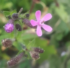 Silene fuscata