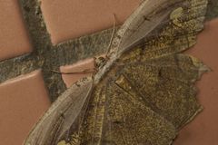 Pareumelea eugeniata