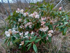 Rhododendron pseudochrysanthum