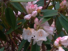 Rhododendron pseudochrysanthum