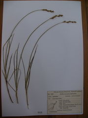 Carex silicea